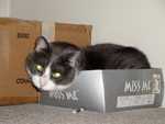 Frank Likes Boxes