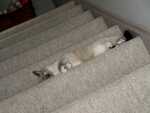 Kimmie being Carpet Cat. 
