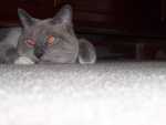 Kimmie being Carpet Cat. 