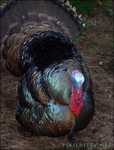 TURKEY!