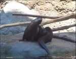 River Otter!