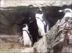 Penguin exhibit at the Aquarium. 